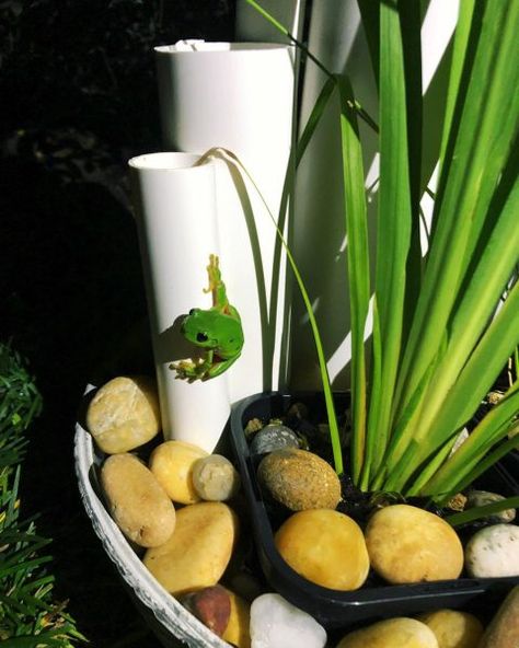 How to build a frog hotel - Wildlife Preservation Society QueenslandWildlife Preservation Society Queensland Diy Frog Motel, Tree Frog Habitat Outdoor, Diy Frog Habitat Outside, Frog Homes In Garden, Tree Frog Habitat Diy, Frog Garden Ideas, Diy Frog House, Diy Frog Hotel, Frog Hotel Pvc Pipe