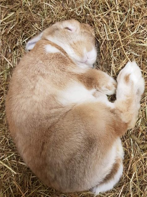 Rabbit Warren, Holland Lop Rabbit, Jonathan Harker, Bunny Homes, Ferrets Cute, The Tortoise And The Hare, Tortoise And The Hare, Lop Rabbit, Wolf Warriors