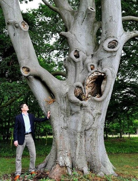 his gruesome tree in the grounds of Stowlangtoft Hall, near Bury St Edmunds, Suffolk, shares an uncanny resemblance with Edward Munch's classic Scream painting Scream Painting, Weird Trees, Tree People, Magical Tree, Bury St Edmunds, Tree Faces, Tree Spirit, Old Trees, Unique Trees