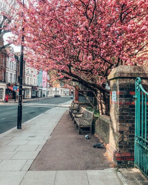 Hampstead in London: A guide to the best things to do in London's prettiest village - jou jou travels Walking Guide, Hampstead Village, Hampstead London, London Neighborhoods, Pretty Houses, Best Pubs, Hampstead Heath, Garden On A Hill, Colourful Buildings