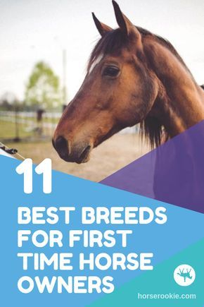 Owning A Horse For The First Time, Horse Breeds For Beginners, Horses For Beginners, First Time Horse Owner, Best Horse Breeds, Owning Horses, Owning A Horse, Horse Ownership, Buy A Horse