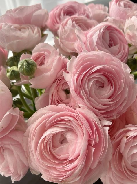 Light Pink Esthetics, Pink Camellia Aesthetic, Pale Pink Aesthetic, Baby Pink Flowers, Blush Pink Bedroom Decor, Light Pink Peonies, Pink Garden Rose, Coquette Birthday, Flowers Display