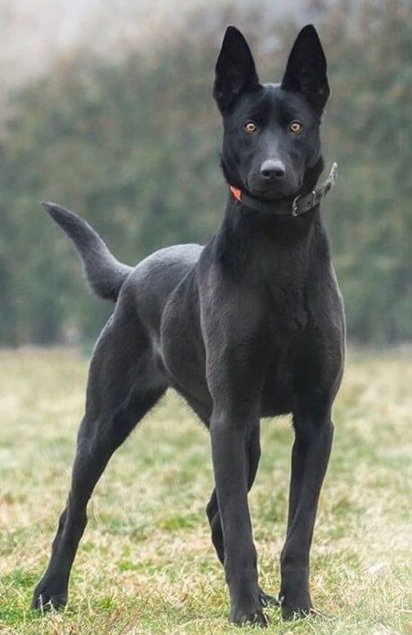 Large Black Dog, Black Belgian Malinois, Belgian Malinois Puppies, Black Shepherd, Malinois Puppies, Belgian Malinois Dog, Malinois Dog, Belgian Shepherd, Pretty Dogs