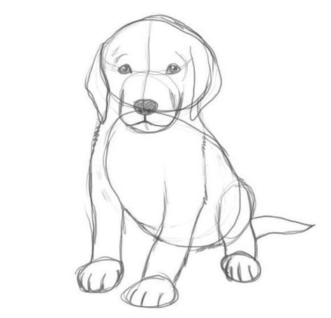 How To Draw A Dog Tutorial, How To Sketch Dogs, Dog How To Draw, How To Sketch A Dog, Puppy Sketch Pencil Drawings, Puppy Sketch Easy, How To Draw Puppies, How To Draw Puppy, How To Paint A Dog