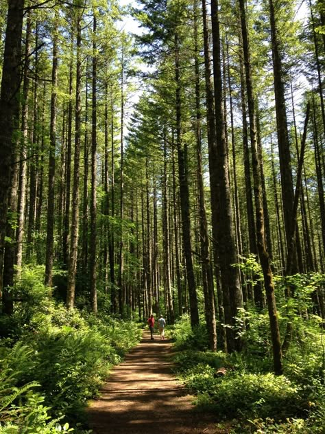 Isha "core", Forest Hiking Aesthetic, Summer In Washington State, Seattle Summer Aesthetic, Seattle Forest, Hiking Seattle, Washington State Summer, Seattle Nature, Seattle Washington Aesthetic