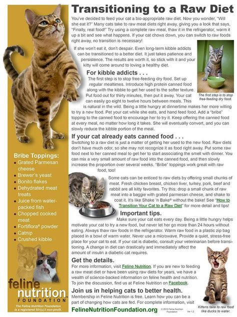 Feline Nutrition, Raw Cat Food Diet, Diy Cat Food, Raw Cat Food, Cat Breeding, Cat Food Recipes, Raw Cat Food Recipes, Homemade Cat Food, Meat Diet