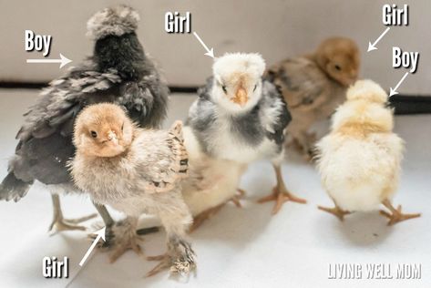 Silkie Chickens Baby, Rooster Vs Hen, Chicken Facts, Chickens For Beginners, Bantam Chickens, Day Old Chicks, Fancy Chickens, Chicken Feeders, Silkie Chickens