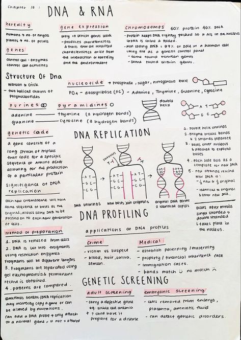 aesthetic notes | Medical school inspiration, Medical school essentials, Nurse study notes Higher Biology Notes, Biology Notes Dna Rna, Dna Notes Biology Aesthetic, How To Study For Microbiology, Genetics Aesthetic Notes, Cell And Molecular Biology Notes, Dna Aesthetic Notes, Dna Vs Rna Notes, Dna And Rna Notes