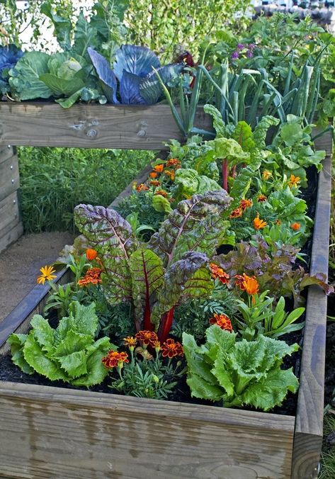 Potager Garden, Veg Garden, Home Vegetable Garden, Vegetable Garden Design, Edible Plants, Garden Stuff, Veggie Garden, Planting Herbs, Edible Garden