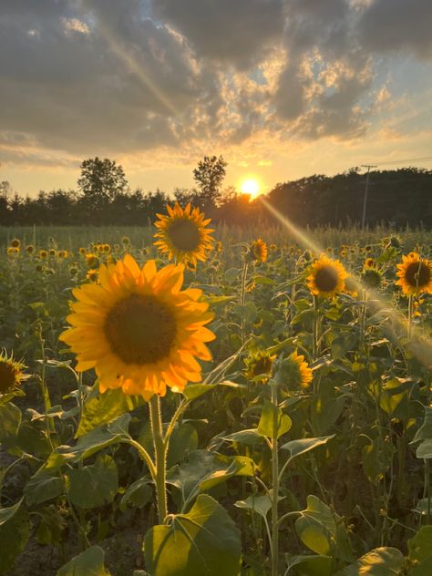 Aesthetic Flowers Sunflower, Aesthetic Photography Flowers, Sun Flower Asethic, Fields Of Flowers Aesthetic, Pretty Sun Pictures, Sunflower Fields Aesthetic, Fields Of Sunflowers, Wild Flower Field Aesthetic, Wildflower Field Aesthetic