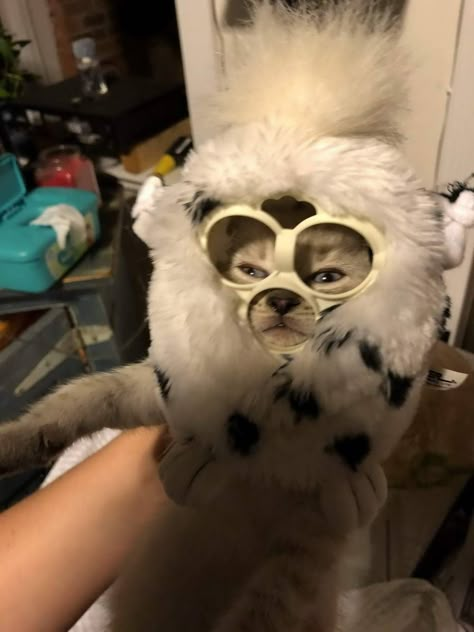 49 Pics so Random it Makes No Damn Sense - Funny Gallery Cursed Furby, Long Furby, Creatures Of Comfort, Cat Fun, Custom Eyes, Funny Costumes, Funny Animal Memes, Beanie Baby, Kitty Cat