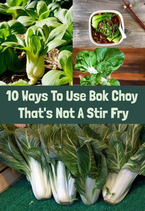 10 Ways To Use Bok Choy That's Not A Stir Fry Joi Choi Recipes, How To Cook Boch Choy, Bock Choy Stir Fry Recipes, Bol Choy Side, Back Choy Recipe, Recipe Bokchoy Stirfry, Pal Choi Recipes, Bokchoy Sidedish Korean, Pak Choi Recipes