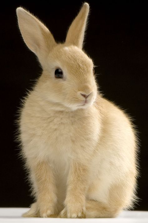 Cute Bunny Photography, Bunny Close Up, Bunnies Reference, Bunny Front View, Bunny Profiles, Rabbit Head Reference, Rabbits Reference, Rabbit Lying Down, Bunny Looking Up