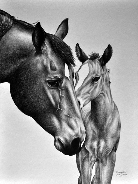 Realistic Horse Sketch Pencil, Horse And Foal Tattoo, Black And White Horse Drawing, Drawing Horses Sketches, Realistic Horse Drawings, Realistic Horse Sketch, Realistic Pencil Drawings Of Animals, Animal Sketches Realistic, Sketches Of Horses