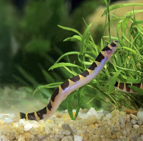 Top 10 Stunning Nano Fish to Try in Your Next Small Aquarium – Aquarium Co-Op Loach Fish, Kuhli Loach, Colorful Aquarium, Cacing Tanah, Fish Tank Themes, Ikan Air Tawar, Neon Tetra, Small Fish Tanks, Community Tanks