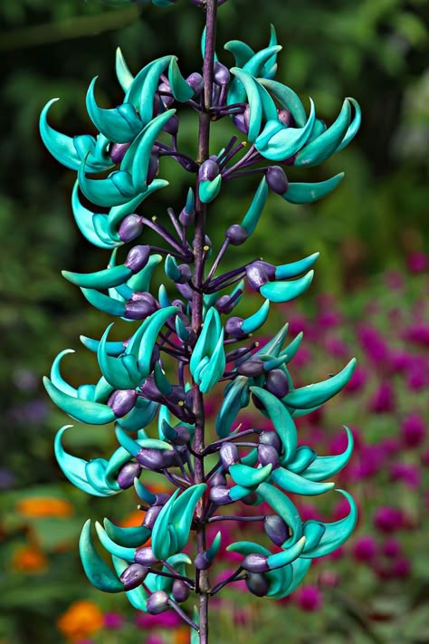 Blue Jade Vine, Amazing Flowers Unique, Jade Vine Flower, Beautiful Rare Flowers, Rainforest Flowers, Jade Vine, Weird Flowers, Funky Flowers, Jade Flower