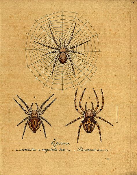 hurray for biological/botanical illustrations! // spider. Spider Wall, Spider Illustration, Garden Spider, Vintage Spider, Insect Print, Spider Tattoo, Spider Art, Image Paper, Tattoo Reference