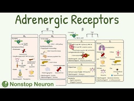 Adrenergic Receptors: Types, Distribution, Mechanism, Agonist, Antagonist - YouTube Alpha And Beta Receptors, Alpha Adrenergic Agonist, Adrenergic Receptors, Animation Video, Video Library, Blood Vessels, Google Search