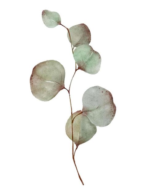 Eucalyptus greenery tree branch with leaves watercolor painting isolated on white background Eucalyptus Leaves Tattoo, Illustrated Plants, Tree Branch With Leaves, Leaves Watercolor Painting, Leaves Tattoo, Branch With Leaves, Brick Garden, Feuille Eucalyptus, Leaves Watercolor