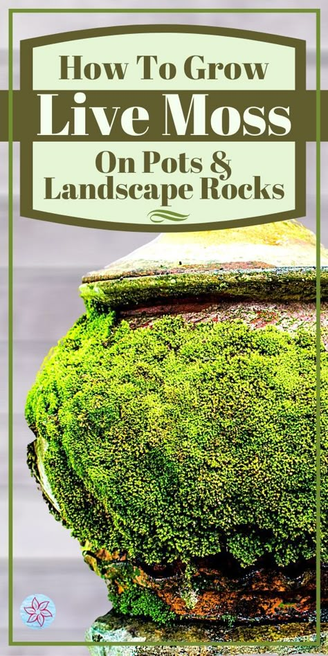 Moss Covered Pots, How To Grow Moss Lawn, Growing Moss On Rocks, Moss Terrarium Ideas Unique, Mini Moss Garden, How To Grow Moss Indoors, How To Grow Moss, Moss Garden Outdoor, Moss Garden Indoor