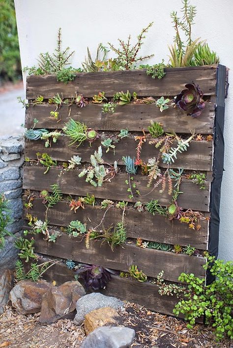 Kent Heartstrings: Pallet Vertical Succulent Garden // DIY Succulent Wall Garden, Vertical Succulent Gardens, Succulent Planter Diy, Succulent Garden Indoor, Vertical Vegetable Garden, Decoration Shabby, Vertical Herb Garden, Succulent Garden Diy, Succulent Wall