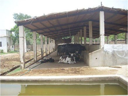 Pak Dairy Info - Sairy Shed Designs Minimalist Sewing, Cattle Barn Designs, Cattle Shed, Show Cattle Barn, Poultry Farm Buildings, Cow Shed Design, Cattle Housing, Shed Design Ideas, Shed Design Plans