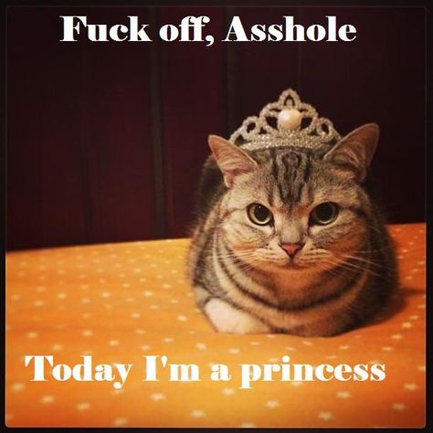 for Stacy, Emily and Madelyn. Emily and Maddie are princess's by birth because of thier mother, the queen. I'm A Princess, Im A Princess, F Word, Cat Humor, Favorite Words, Crazy Cat, Crazy Cat Lady, How I Feel, Crazy Cats