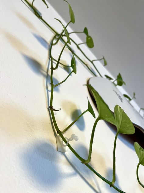 Amazon plant vine hanging wall clips Indoor Plant Vines Hanging, Wall Plants Indoor Diy, Trailing Pothos Wall, Pothos Plant Wall, Plant Vines On Wall, Indoor Vine Wall, Vine Plants Indoor, Amazon Plant, Pathos Plant