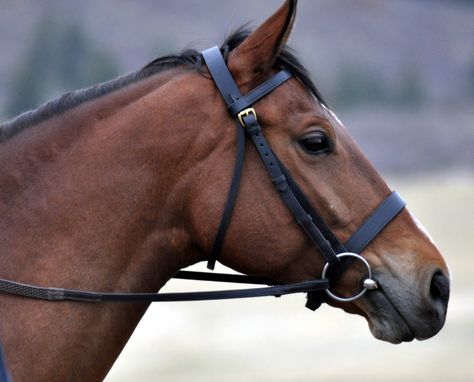 Snaffle Bit, Horse Gear, Bridles, Horse Tack, Horse Riding, Horses, Book Cover, Animals, Clothes