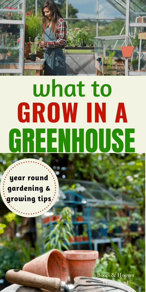 Year Round Gardening, Greenhouse Tips, Seasonal Gardening, Greenhouse Vegetables, Greenhouse Design, Diy Greenhouse Plans, Outdoor Greenhouse, Greenhouse Garden, Greenhouse Growing