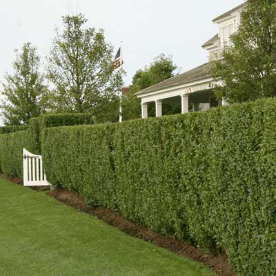 The Privet Hedge - This Old House Privet Hedge, Privacy Hedge, Landscape Gardening, Privacy Landscaping, Living Fence, Front Yard Fence, Garden Shrubs, Modern Fence, Backyard Fences