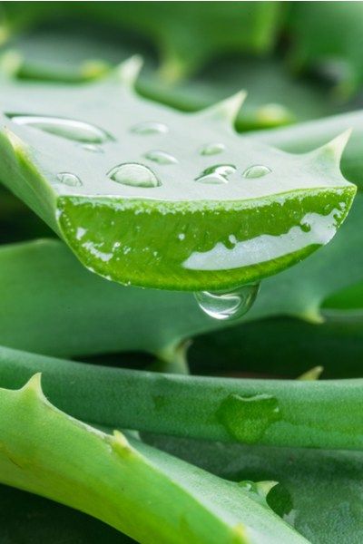 How To Grow Aloe Vera - The Wonder House Plant That Heals! Growing Aloe Vera, Home Remedies For Bronchitis, Healthy Nutrition Plan, Fresh Aloe Vera, Food For Health, Brown Spots Removal, Magic Herbs, How To Eat Healthy, Aloe Plant