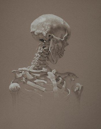 Skull Sketch, Teacher And Student, Master Drawing, Skeleton Art, White Pencil, Skull Drawing, Toned Paper, Graphite Drawings, Scientific Illustration