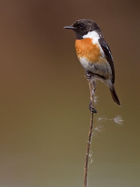 Stonechat Stonechat, Native Nz Birds, South African Birds Of Prey, Lesser Spotted Woodpecker, Common Birds, Different Birds, British Wildlife, Bird Watcher, Bird Pictures