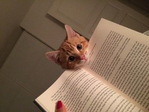 Cats And Books, Image Chat, Cat Books, Here Kitty Kitty, Ginger Cats, I Love Cats, Kitty Kitty, Cats Meow, Funny Animal Pictures