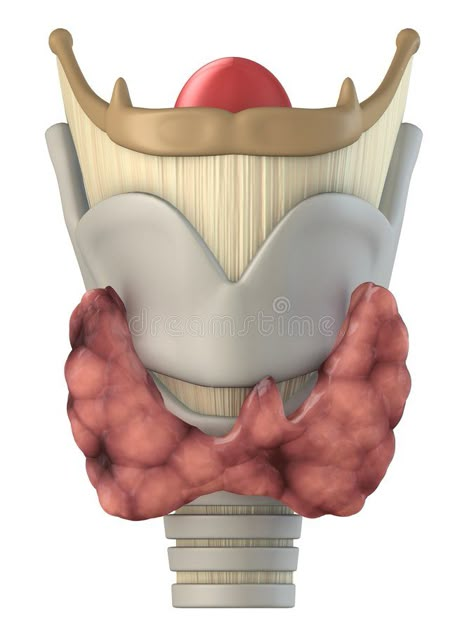 Larynx Anatomy Drawing, Larynx Anatomy, Handwriting Template, Anatomy Illustration, Medical Stickers, Body Diagram, To Be A Doctor, Basic Anatomy And Physiology, Nurse Study Notes