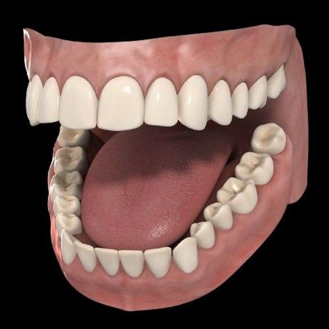 Mouth Anatomy, Model Anatomy, Teeth Anatomy, Teeth Model, Teeth Drawing, Teeth Art, Diamond Teeth, Eagle Images, Face Anatomy