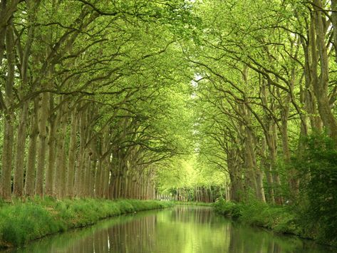 Canal du Midi, a 150-mile long waterway running from the city of Toulouse down to the Mediterranean. Places In France, Roman Aqueduct, Canal Du Midi, Beautiful France, Marseille France, French Countryside, Pyrenees, Turquoise Water, France Travel