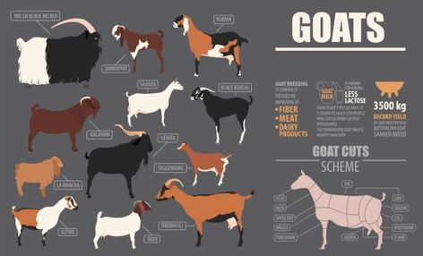 Graphic with illustrations of different goat breeds Anglo Nubian Goats, Kiko Goats, Meat Goats, Types Of Goats, Alpine Goats, Goat Breeds, Nubian Goat, Ground Beef Pasta, Boer Goats