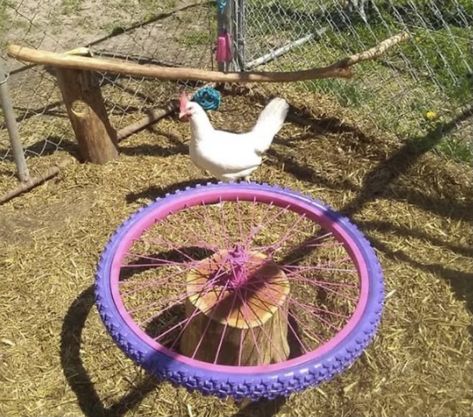 Chicken Coop Activity Ideas, Chicken Activities For Coop, Chicken Enrichment, Chicken Playground, Diy Chicken Toys, Chicken Perches, Chicken Roost, Cute Chicken Coops, Chicken Coop Garden