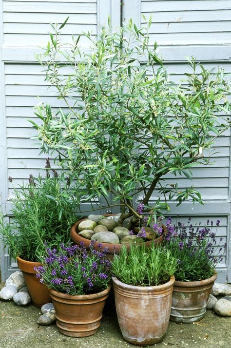 Mediterranean Herb Garden, Herbs In Pots Outdoors, Greek Inspired Garden, Garden Pots Ideas Outdoor Planters, Potted Herb Garden, Patios Ideas, Patio Gardening, Patio Container Gardening, Greek Garden