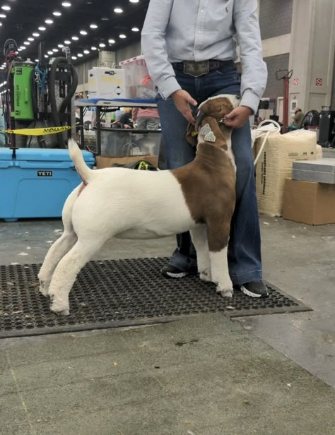 Goat Showing Tips, 4-h Aesthetic, Bore Goats, Ranching Aesthetic, Chicken Showing, Goat Showmanship, Ffa Outfits, Stock Aesthetic, Showing Pigs