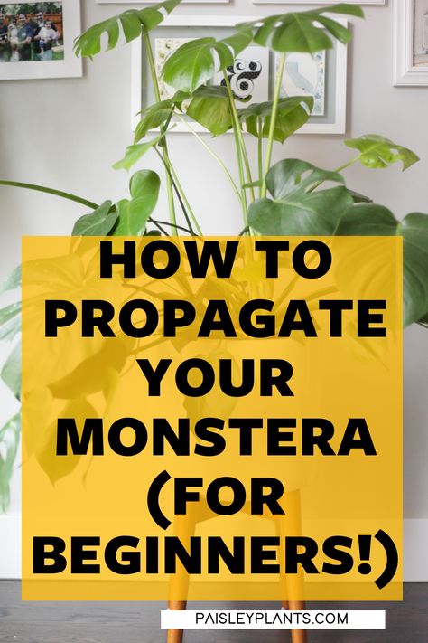 Monteserra Plant Care, Propergate Monstera, Monstera Plant Propagation In Water, Propagating Monstera Deliciosa, Monstera Care Tips, Propagate Monstera Deliciosa, Monstera Deliciosa Propagation, Monstera Propagation Water, Propagating Monstera In Water