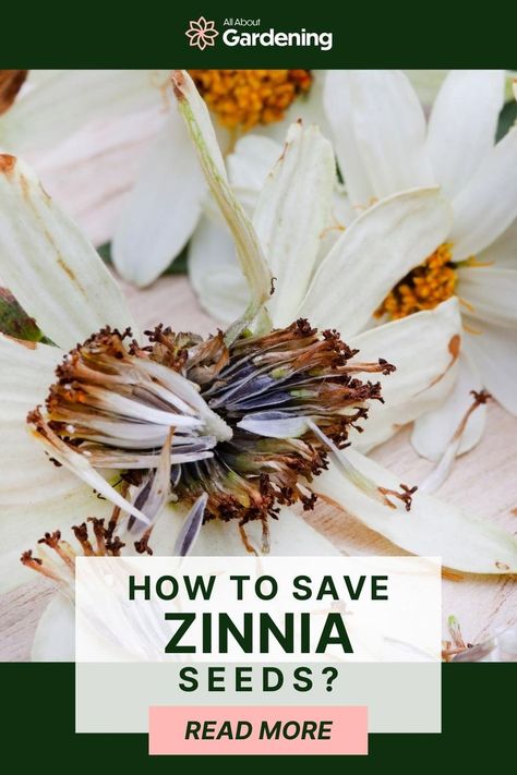 Saving Seeds From Zinnias, How To Collect Zinnia Seeds, How To Harvest Zinnia Seeds, How To Collect Seeds From Flowers, Saving Zinnia Seeds, Harvesting Zinnia Seeds, Collecting Flower Seeds, Collecting Seeds From Flowers, Growing Zinnias From Seed