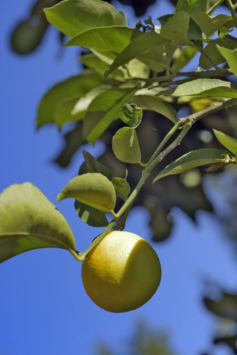 Lime Plant, Sweet Lime Fruit, Sweet Lime, Tattoo Plant, Lime Tree, Indian Sweet, Cool Art Drawings, Fruit Recipes, Fruit Trees