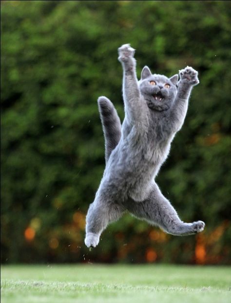 Cat Repellant, Image Chat, British Shorthair Cats, Söt Katt, Here Kitty Kitty, British Shorthair, I Love Cats, Kitty Kitty, Tgif