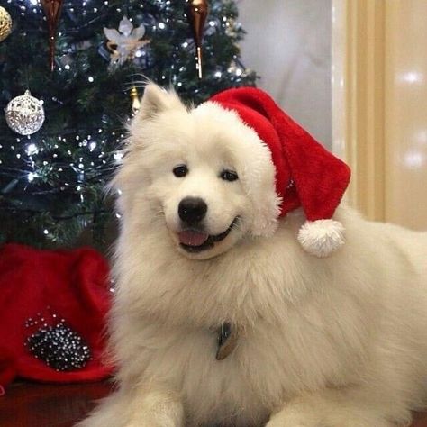 Samoyed Christmas, Santa Jokes, Dog Christmas Photos, Dog Christmas Pictures, Merry Christmas Dog, Samoyed Puppy, จีซอง Nct, Christmas Jokes, Samoyed Dogs