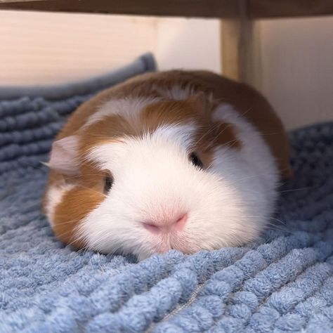 Guine Pig Aesthetic, Gunia Pig Cute, Ginny Pigs Cute, Ginue Pigs, Geunia Pigs, Guinnie Pigs, Ginie Pigs, Fat Guinea Pigs, Guinea Pigs Aesthetic