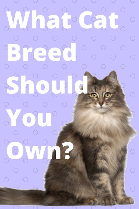 Which Kit Cat Are You, Which Cat Are You, What Cat Are You, Which Animal Are You, Warrior Cats Quiz, Dog Quizzes, Buzz Feed Quiz, Whats Your Spirit Animal, Different Breeds Of Cats