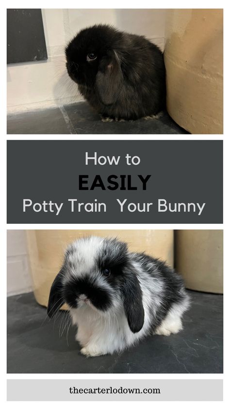 How To Train Bunny, Bunny Run Indoor, Best Bunnies For Pets, Potty Training Rabbits, Dog Crate Bunny Cage, Bunny Food Storage Ideas, Pet Bunny Rabbits Cage, Holland Lop Bunny Cages Indoor Rabbit, Best Bunny Cage Set Up